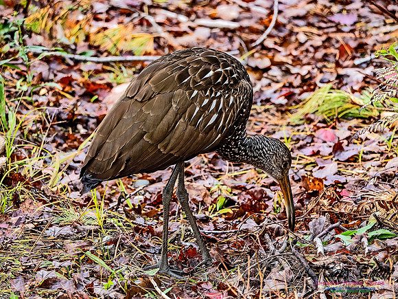 Limpkin 100
