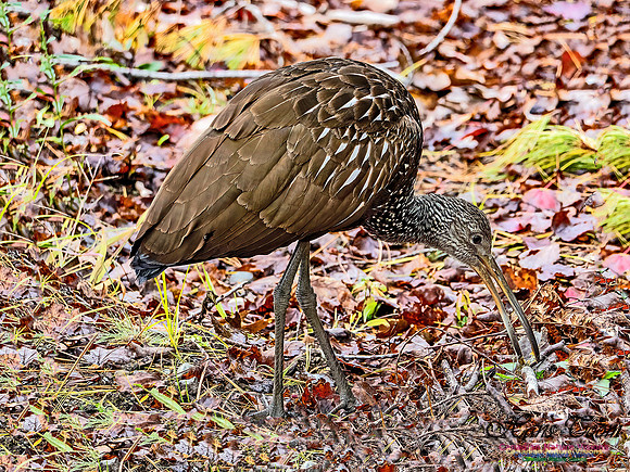 Limpkin 101