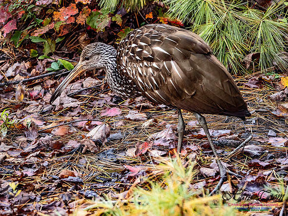 Limpkin 102