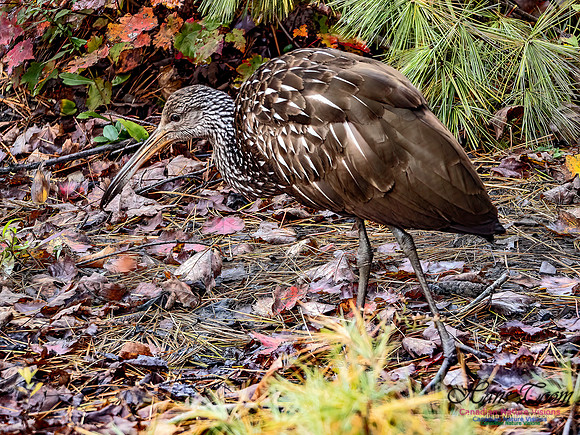Limpkin 103