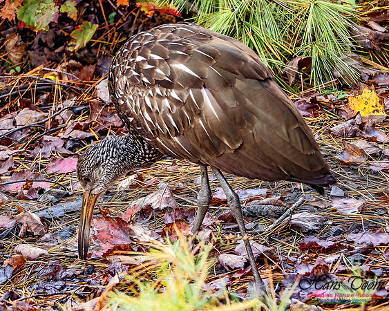 Limpkin 104