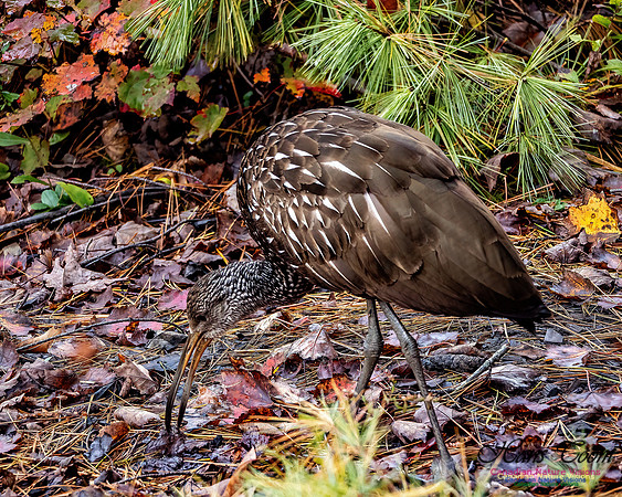 Limpkin 105