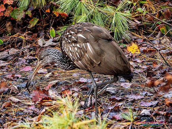 Limpkin 106