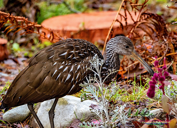 Limpkin 107