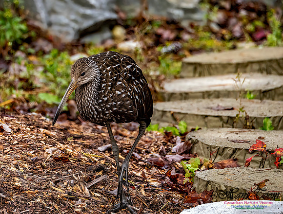 Limpkin 108