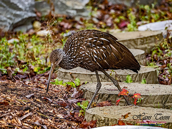 Limpkin 109
