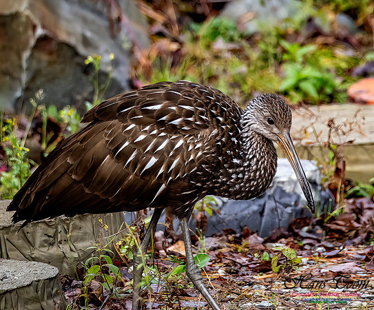 Limpkin 111