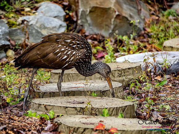 Limpkin 112
