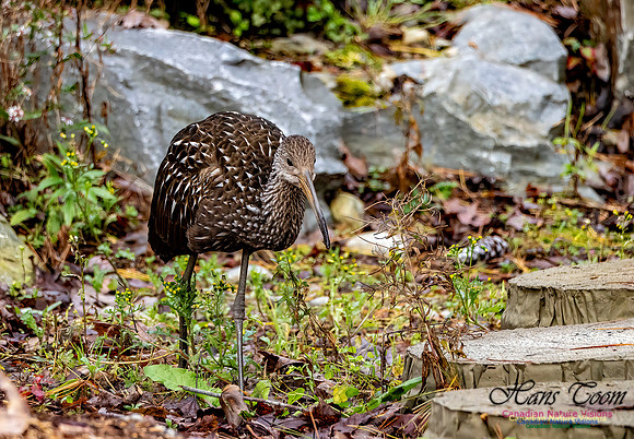 Limpkin 113