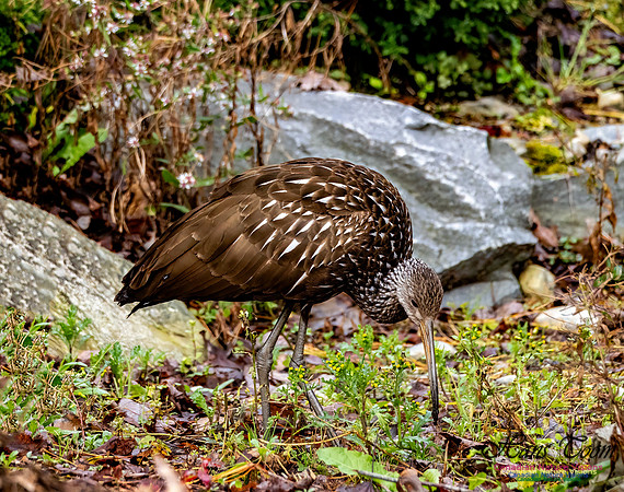 Limpkin 114