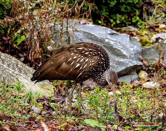 Limpkin 115