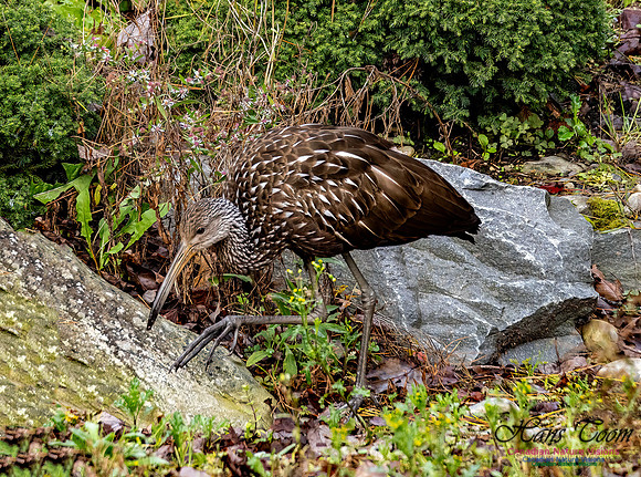 Limpkin 116