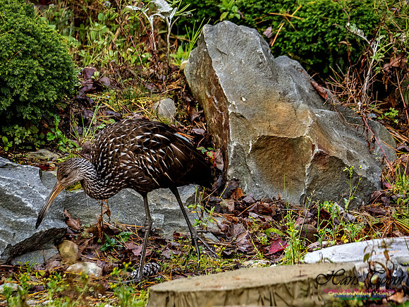 Limpkin 117