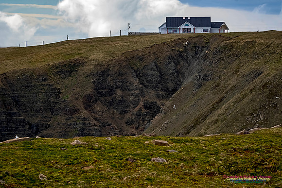 Cape St. Mary's 100