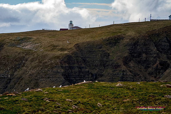Cape St. Mary's 101
