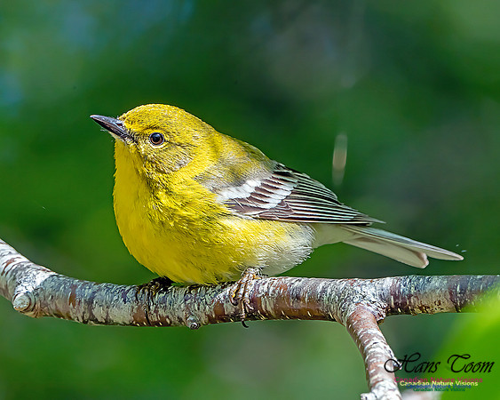 Pine Warbler 100