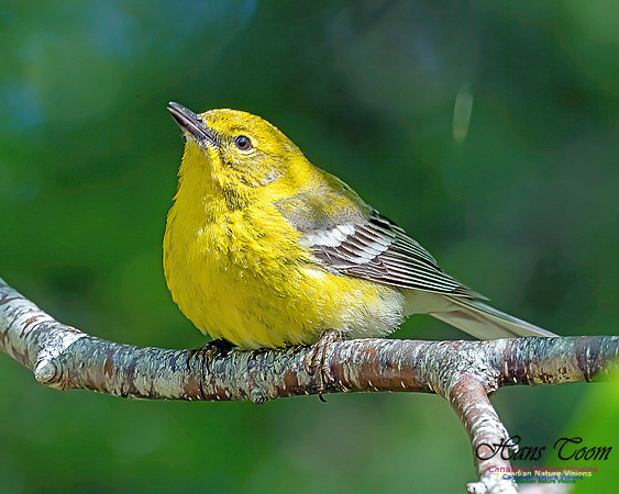 Pine Warbler 101