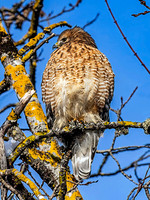 Red-shouldered Hawk
