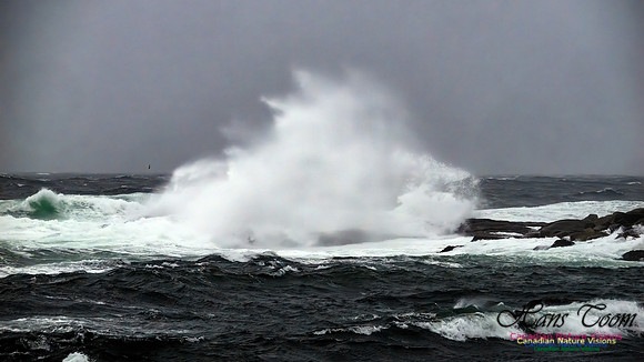 December Gale 136