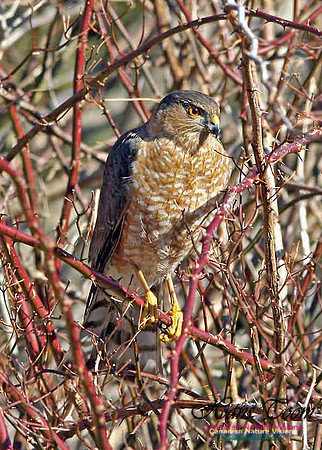 Sharp-shinned Hawk 17