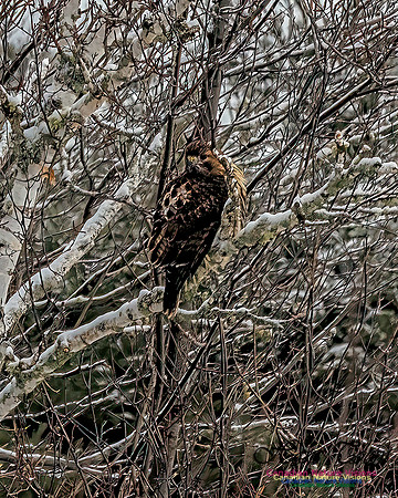 Broad-winged Hawk 151