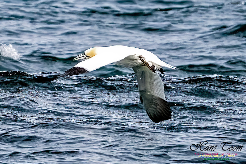 St. Vincent Whales and Gannets 118