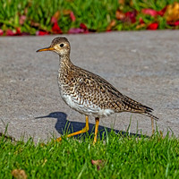 Upland Sandpiper