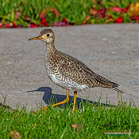 Upland Sandpiper 100