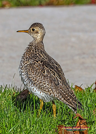 Upland Sandpiper 103
