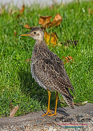 Upland Sandpiper 104