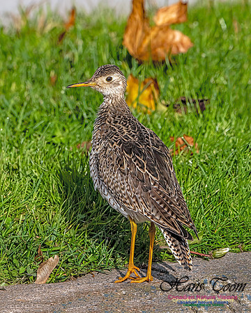 Upland Sandpiper 106