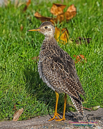 Upland Sandpiper 107