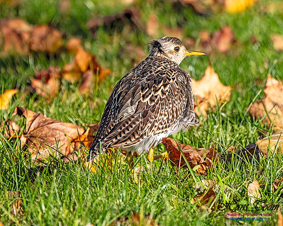 Upland Sandpiper 108