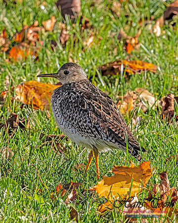 Upland Sandpiper 110