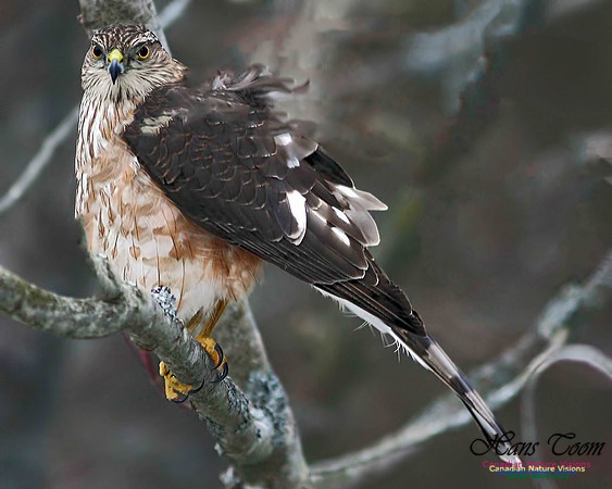 Sharp-shinned Hawk 12