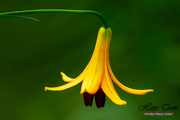 Canada Lily 102