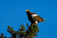 Steller's Sea Eagle