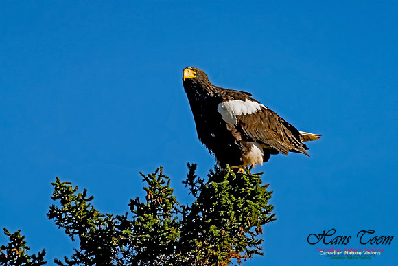 Steller's Sea Eagle 100