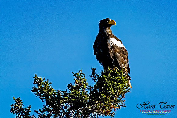 Steller's Sea Eagle 101