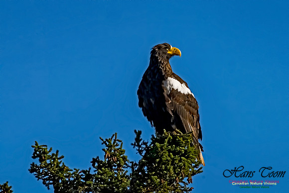 Steller's Sea Eagle 102