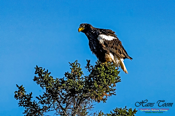 Steller's Sea Eagle 104