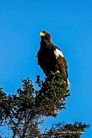 Steller's Sea Eagle 105