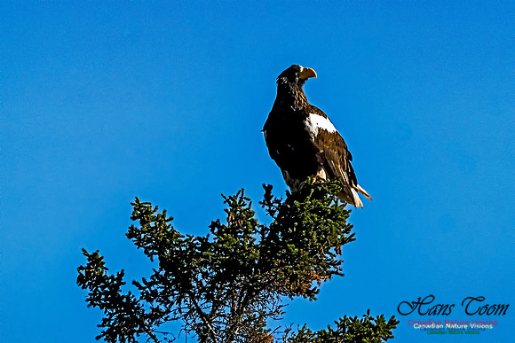 Steller's Sea Eagle 106