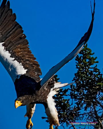 Steller's Sea Eagle 107