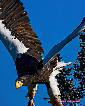 Steller's Sea Eagle 109