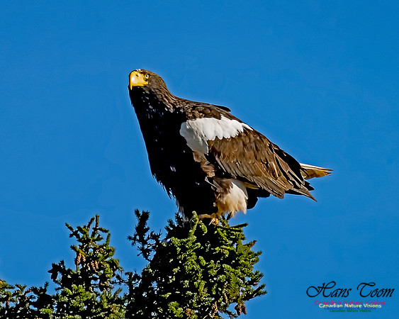 Steller's Sea Eagle 111