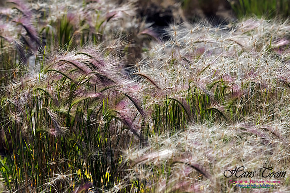 Beach Grass