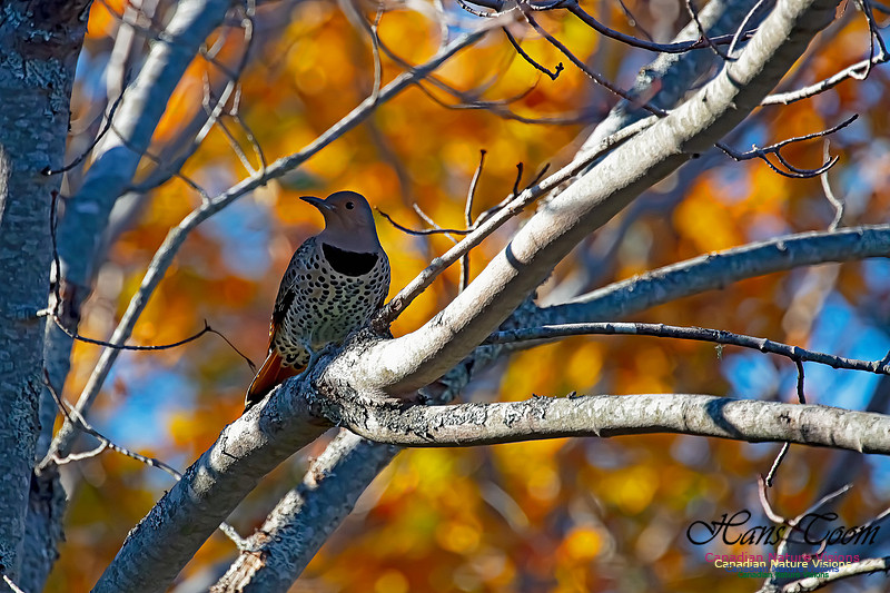 Northern Flicker 150