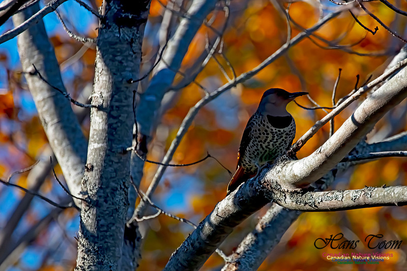 Northern Flicker 151