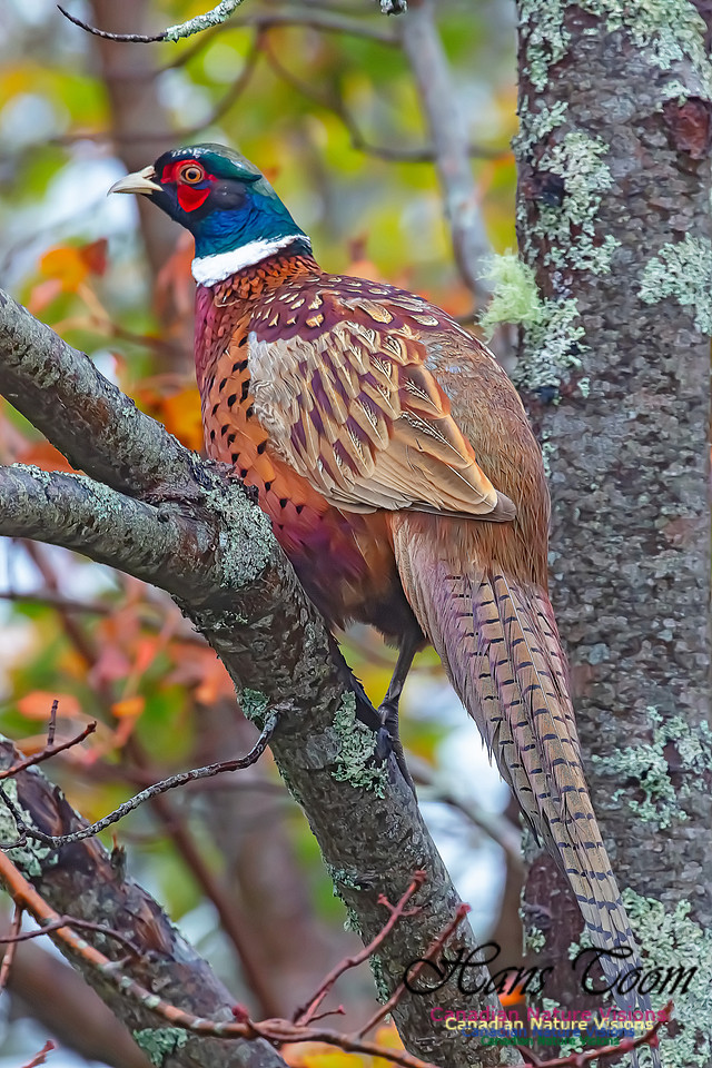 Ring-necked Pheasant 149
